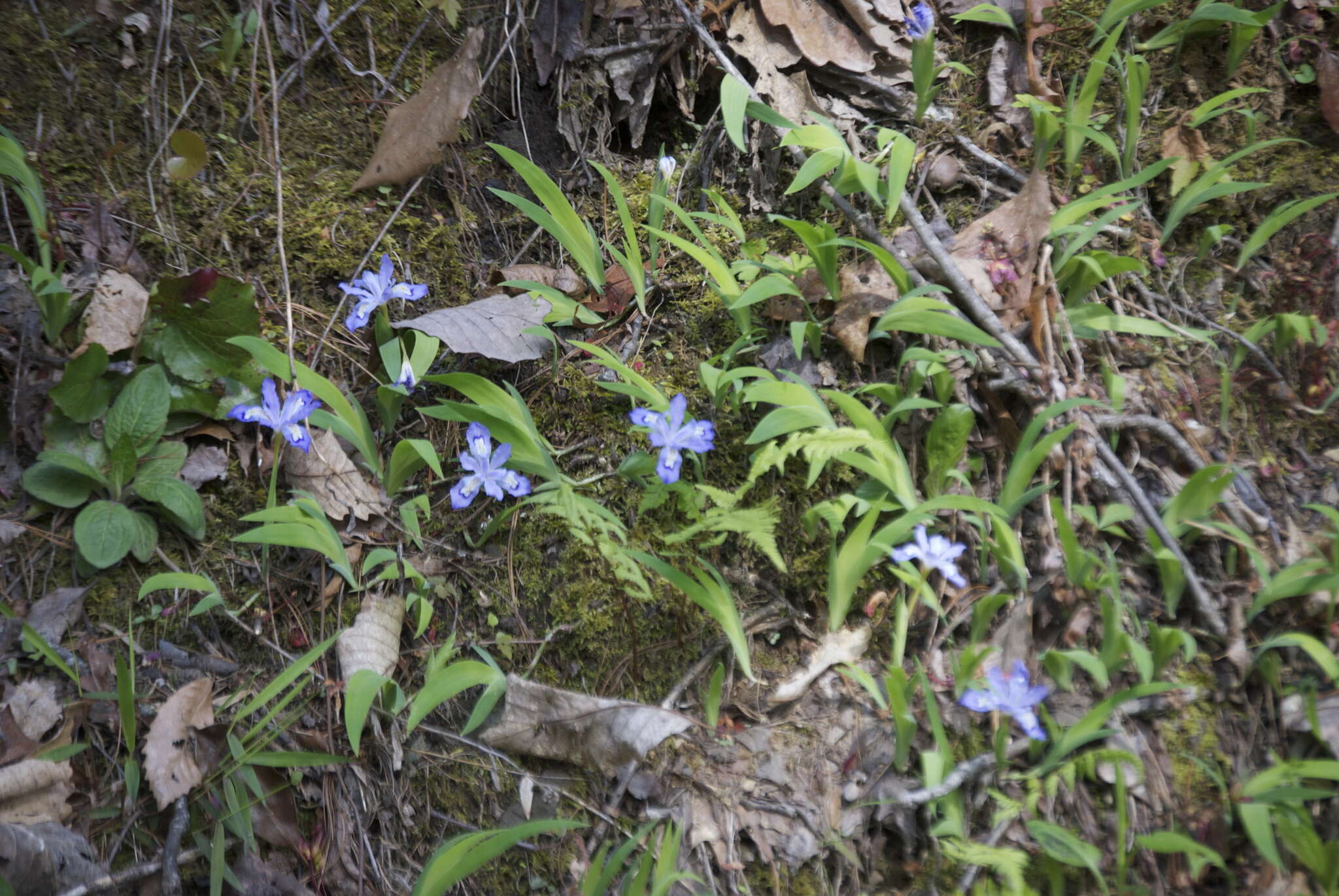 Image of crested iris