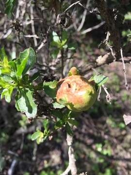 Image of Coyote Brush Bud Gall Midge