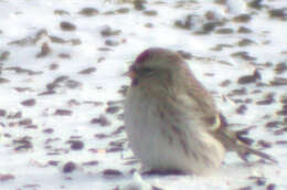 Image of Arctic Redpoll