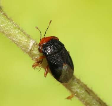 Image of Geocoris (Piocoris) erythrocephala (Lepelitier & Serville 1825)