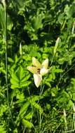 صورة Dianthus monadelphus subsp. pallens (Smith) Greuter & Burdet