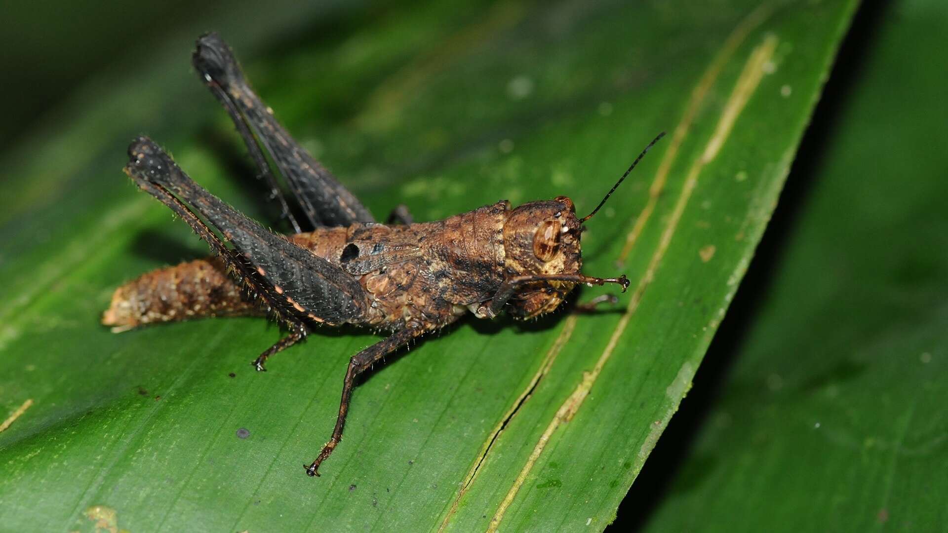 Image of Maculiparia curtipennis (Scudder & S. H. 1875)