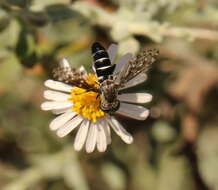 Image of Tomomyza pictipennis Bezzi 1921