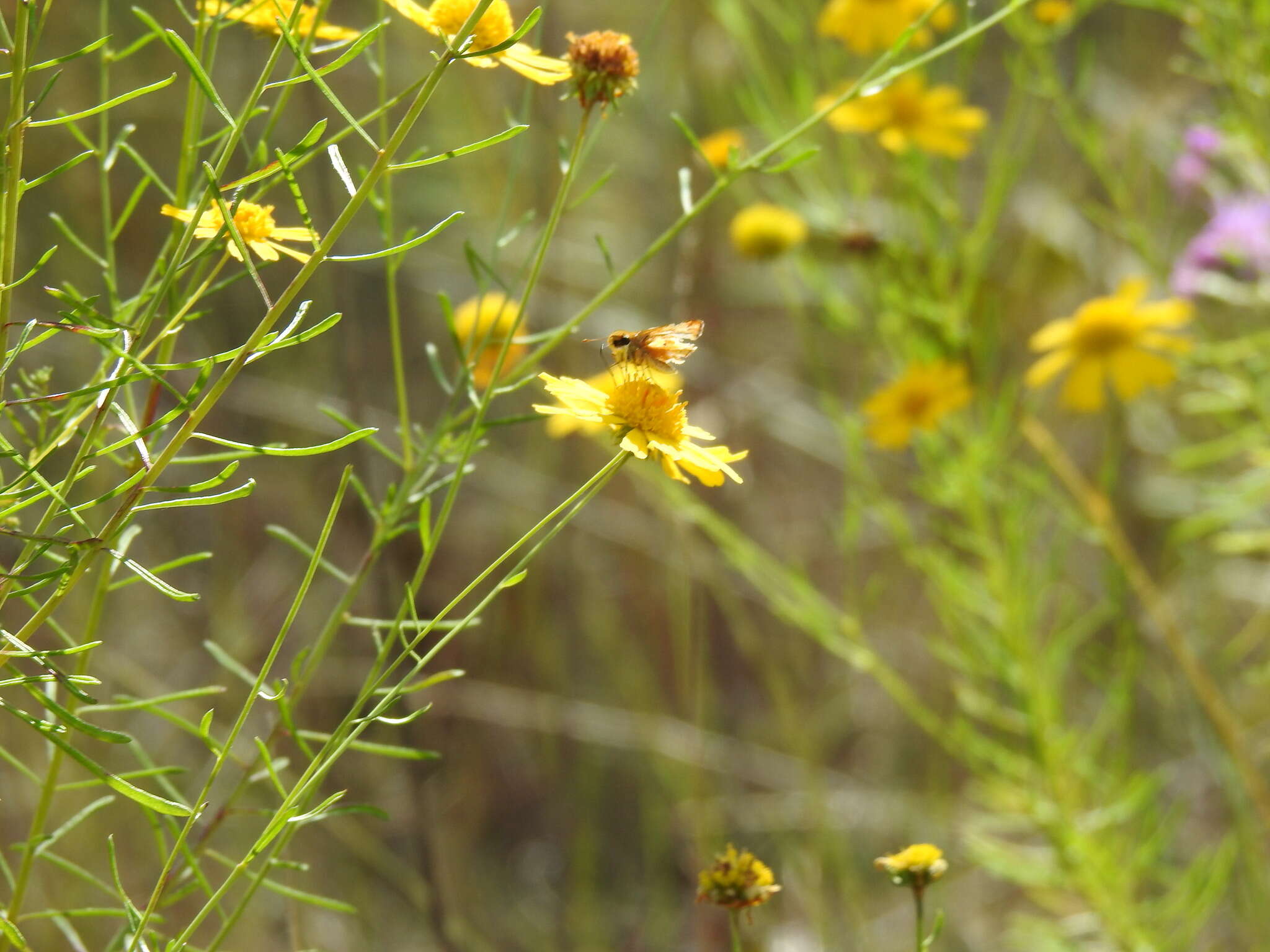 Image of coastal plain honeycombhead