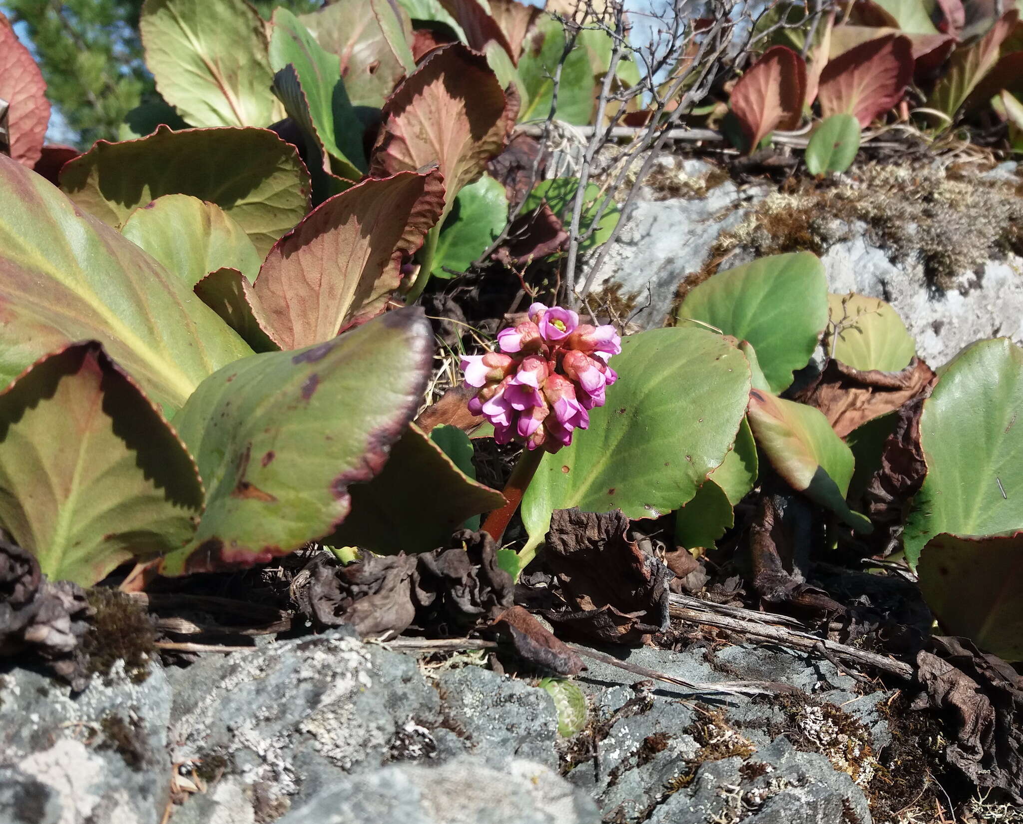 Image of Siberian-tea