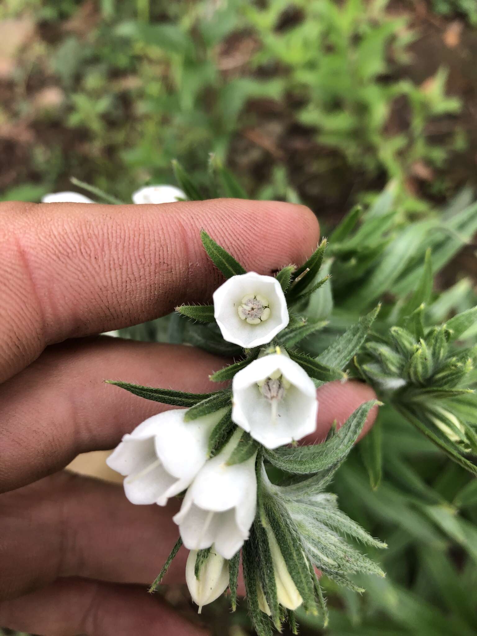 Слика од Lithospermum trinervium (Lehm.) J. I. Cohen