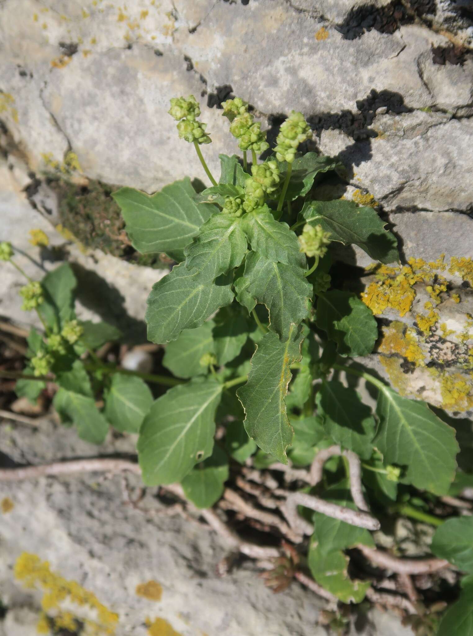 Image of Mercurialis huetii Hanry