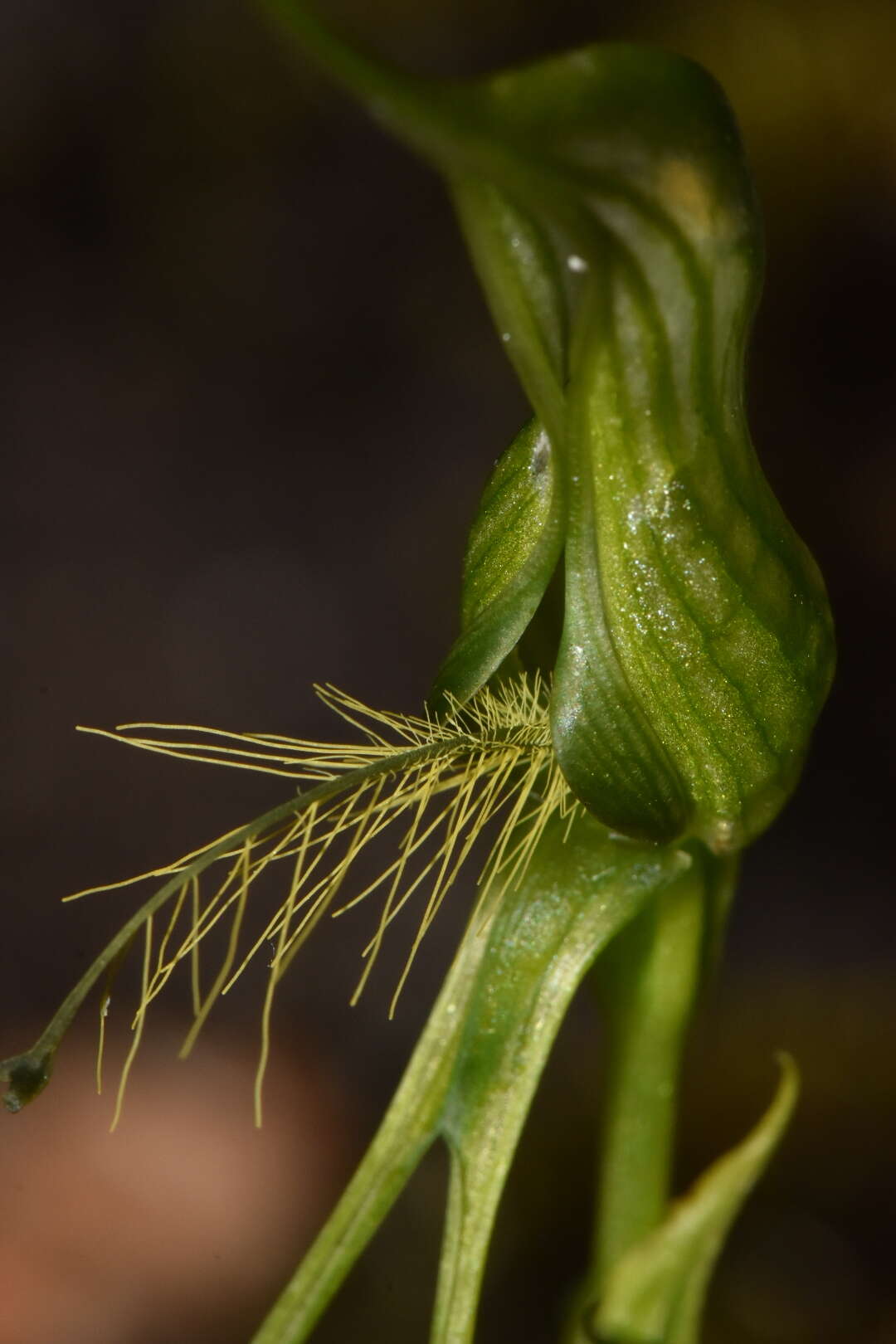 Pterostylis saxosa的圖片