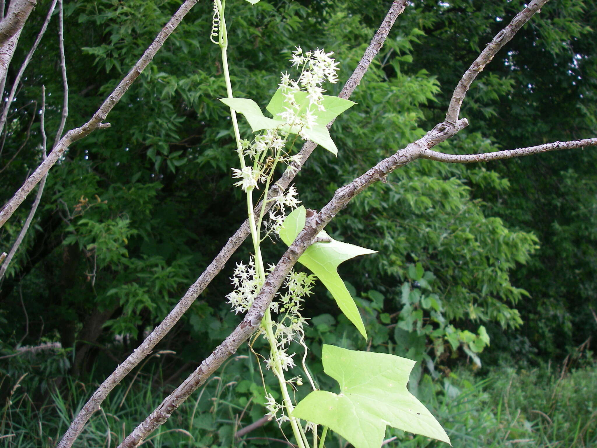 Image of Balsam-apple