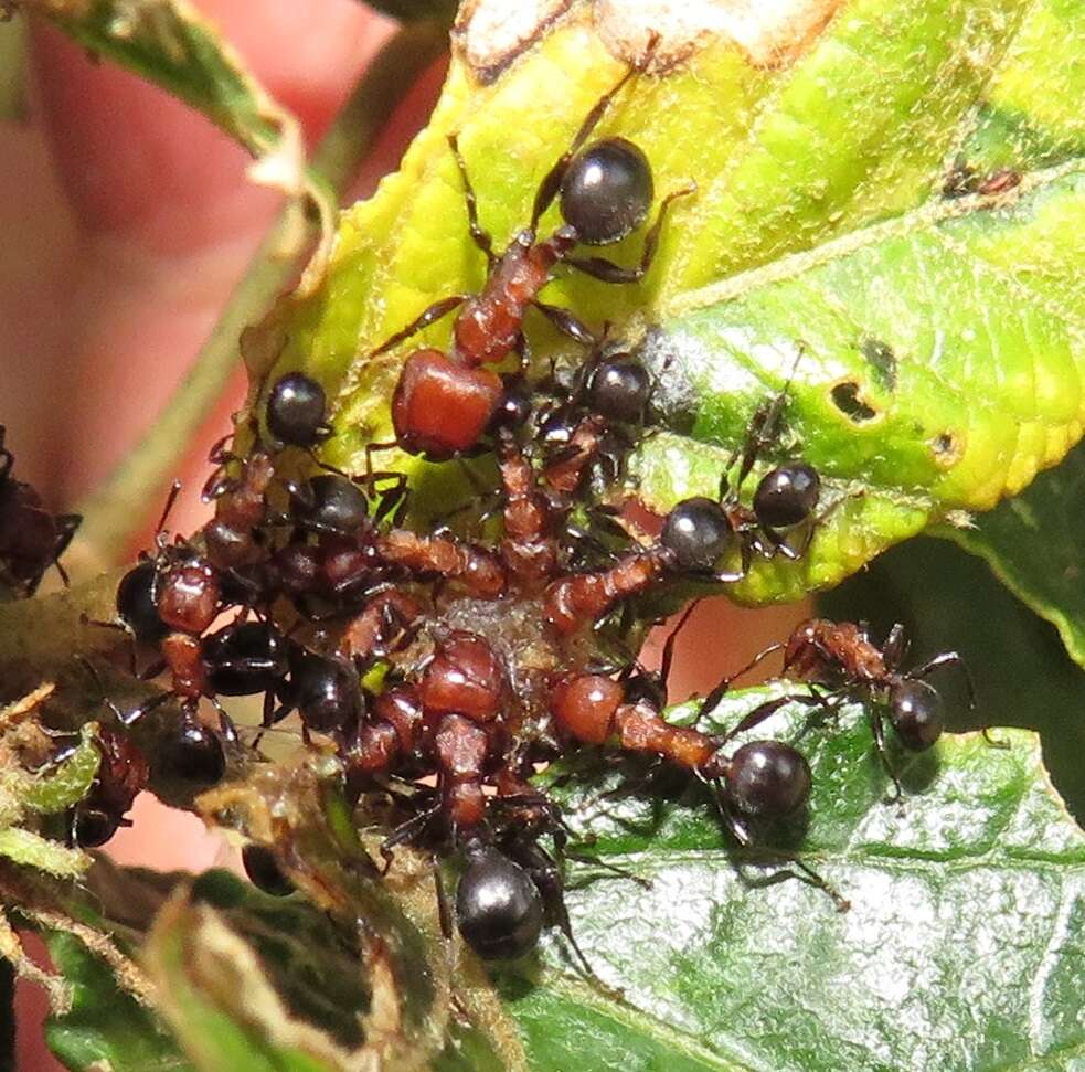 Image of Atopomyrmex mocquerysi Andre 1889