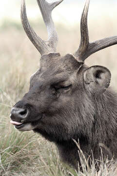 Image of Sri Lankan sambar deer