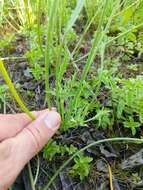 Eryngium petiolatum Hook. resmi