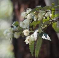 Image of black wattle