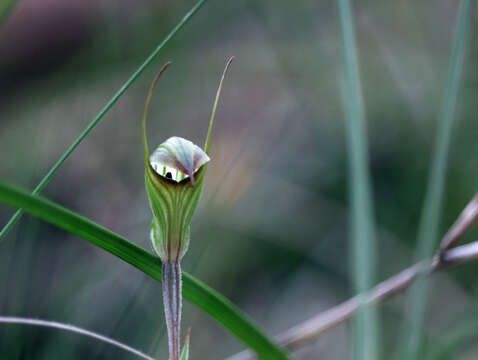 Image of Pterostylis toveyana Ewart & Sharman