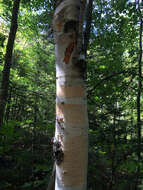 Image of Hearleaf Birch