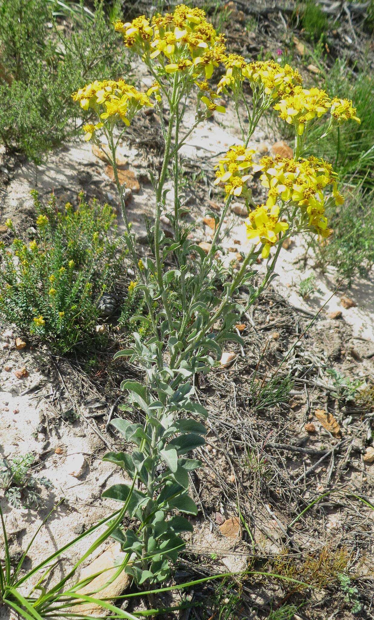 Image of Senecio crenatus Thunb.