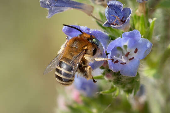 Image of Anthophora bimaculata (Panzer 1798)