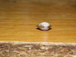 Image of Purple Asian clam