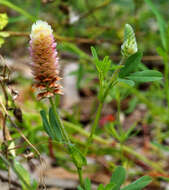 Image of Labillardiere's clover