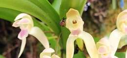 Image of Maxillaria multicaulis (Poepp. & Endl.) C. Schweinf.