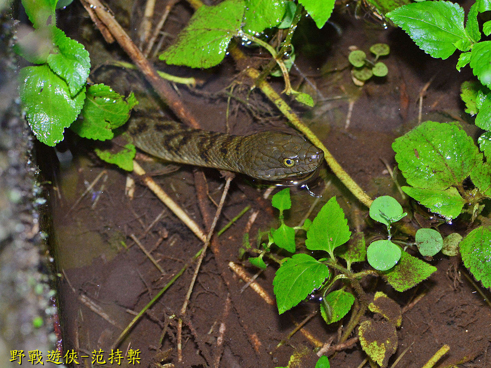 <i>Trimerodytes percarinatus suriki</i>的圖片