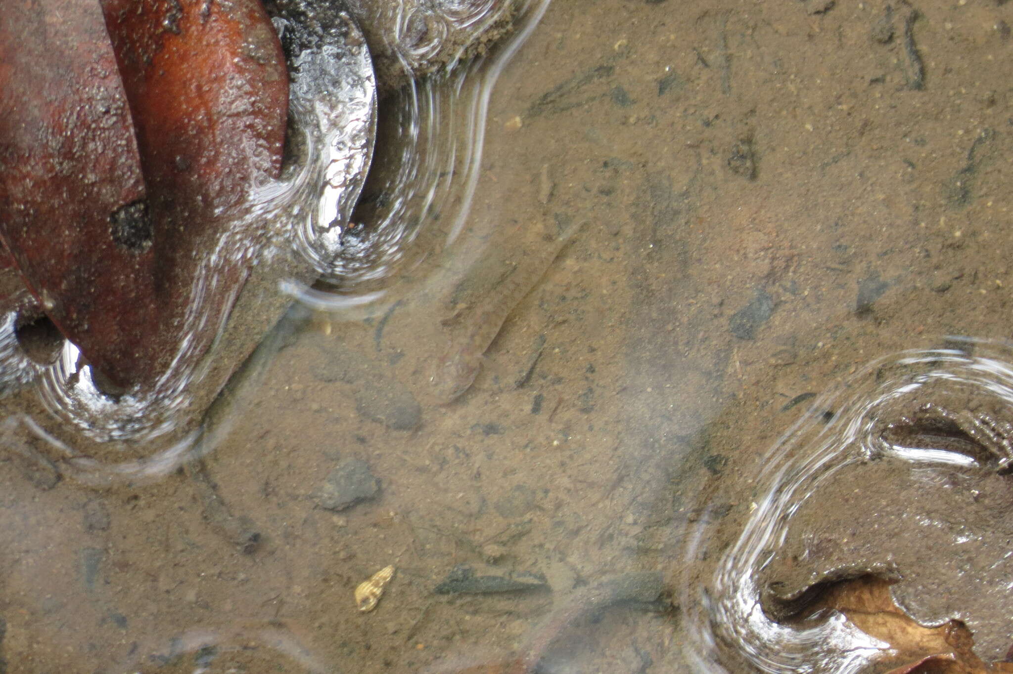 Слика од Wuhanlinigobius polylepis (Wu & Ni 1985)