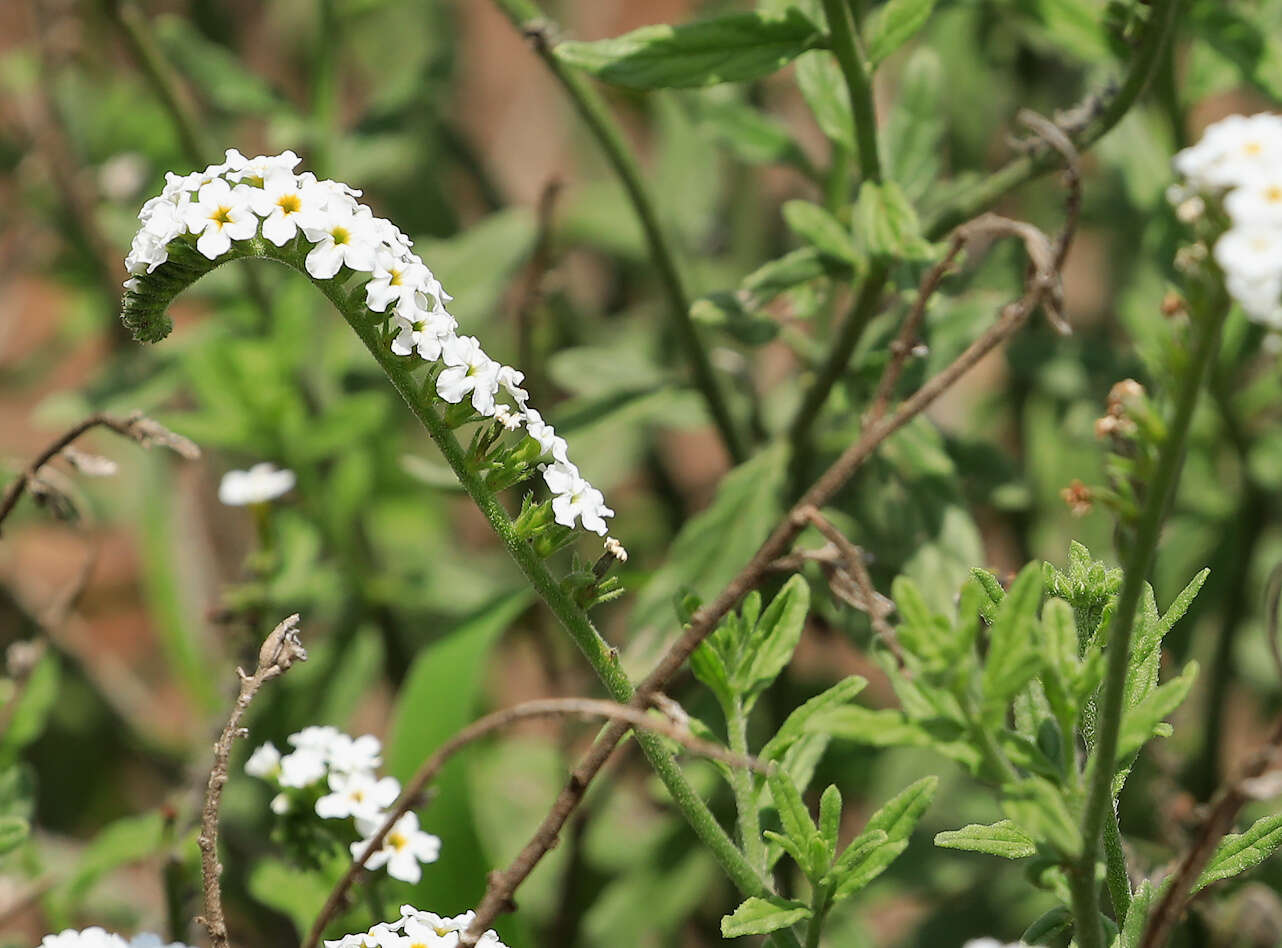 Image of Common veld heliotrope