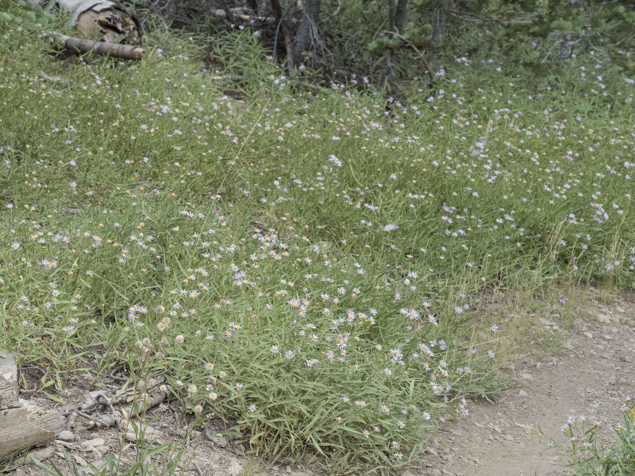 Image of Mountain American-Aster