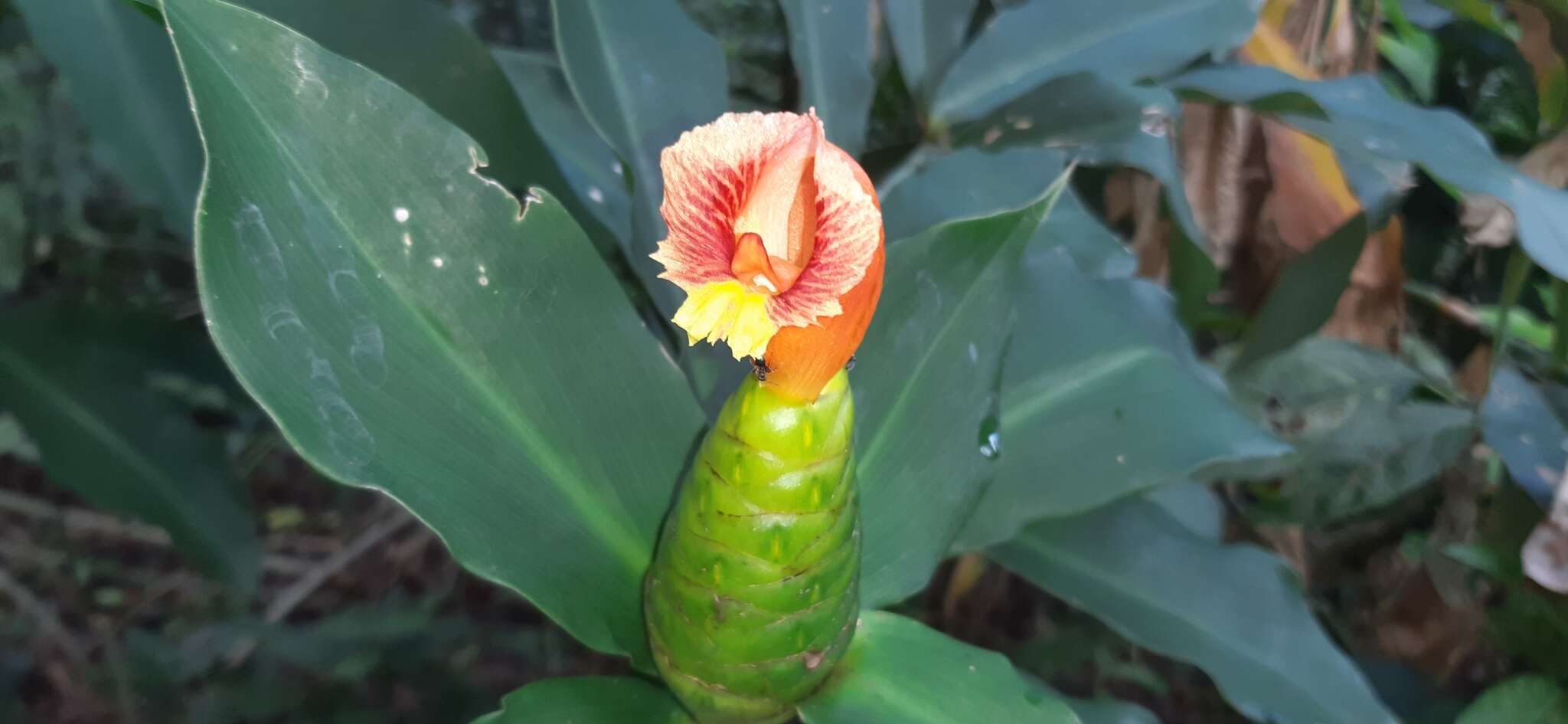 Image of Costus pictus D. Don