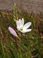 Image of Ixia orientalis L. Bolus