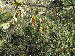 Platanus racemosa Nutt. ex Audubon的圖片