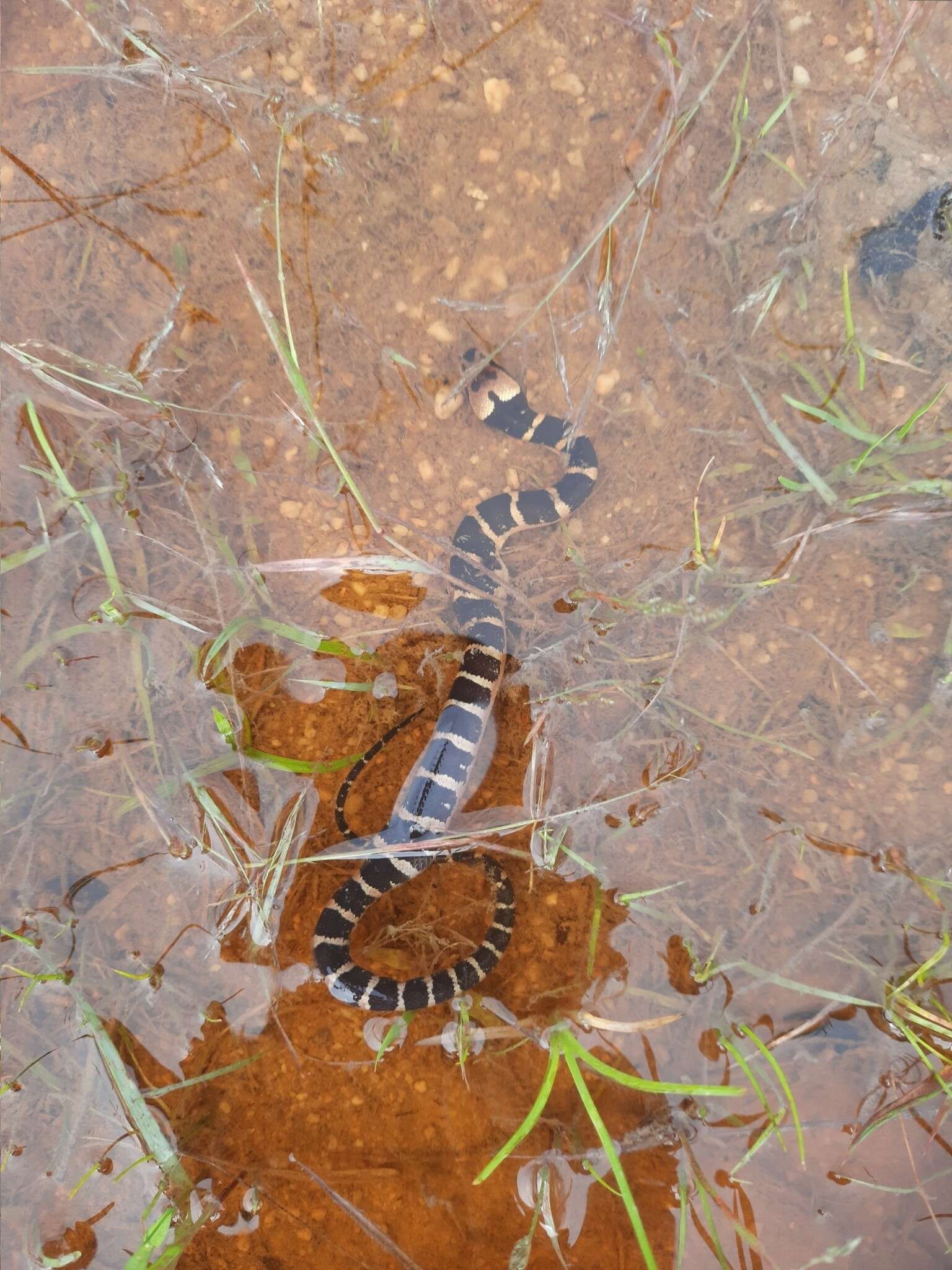 Image of Masked Water Snake