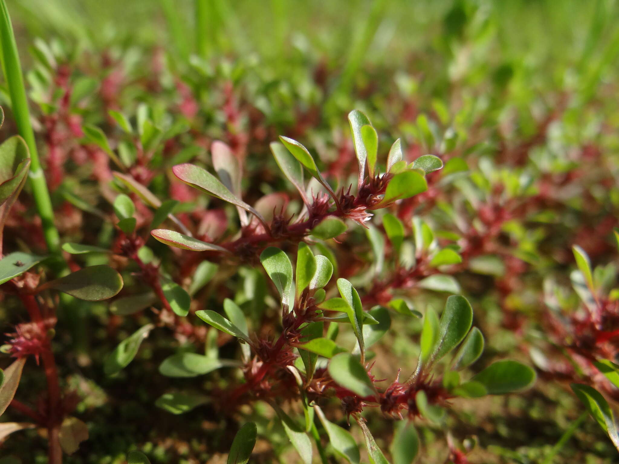 Image of Spatulaleaf Loosestrife