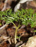 Слика од Sceptridium biforme Lyon