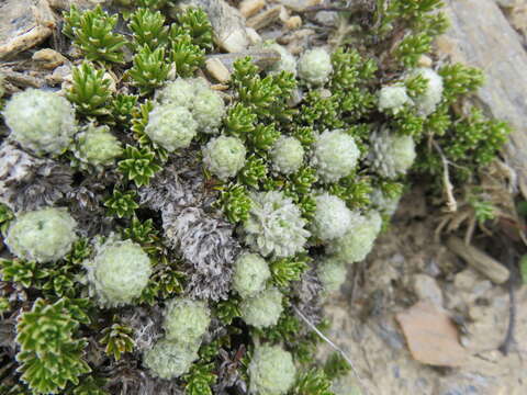 Image of Raoulia subsericea Hook. fil.