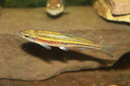 Image of Redside Dace