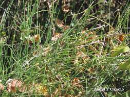 Image of Equisetum ramosissimum subsp. ramosissimum