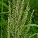 Image of Artemisia lancea Vaniot