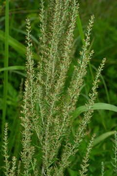 Image of Artemisia lancea Vaniot