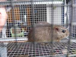 Image of Australian Pale Field Rat