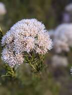 Image of <i>Cassinia complanata</i>