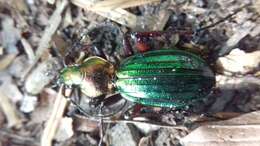 Carabus (Chrysocarabus) auronitens escheri Palliardi 1825 resmi