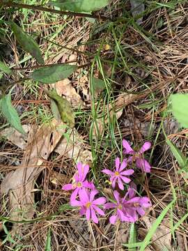 Image of Pinewoods Rose-Gentian