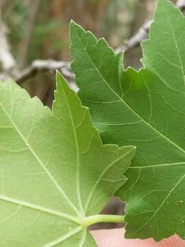 Image of Malva acerifolia (Cav.) Alef.