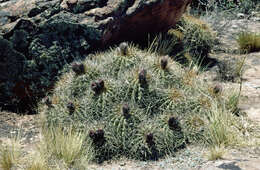 Imagem de Echinopsis schickendantzii F. A. C. Weber