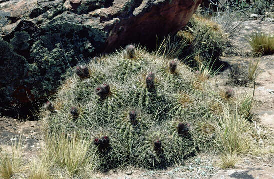 Image de Echinopsis schickendantzii F. A. C. Weber