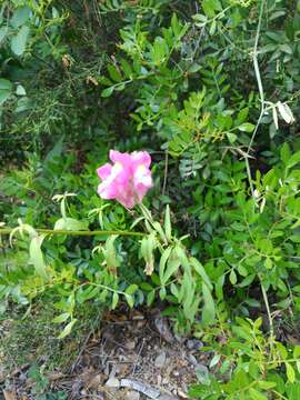 Plancia ëd Antirrhinum majus L.