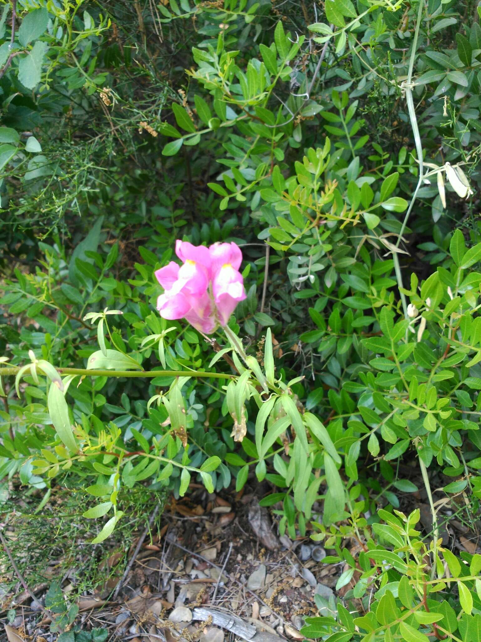 Image of garden snapdragon