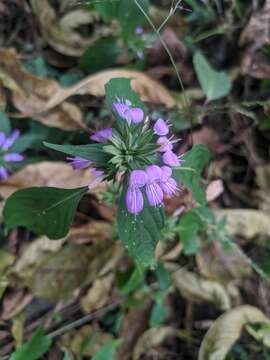 Imagem de Dicliptera bupleuroides Nees