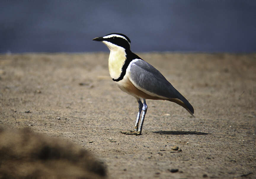 Image of Egyptian plovers